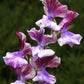 Earl Grey Sweet Pea seeds online shopping