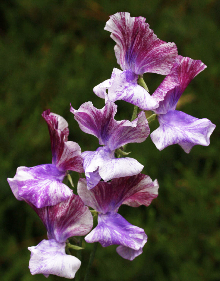 Earl Grey Sweet Pea seeds online shopping