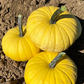 Lemon Cake F1 Pumpkin