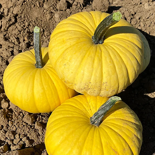 Lemon Cake F1 Pumpkin