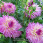 Pinelands Princess Dahlia