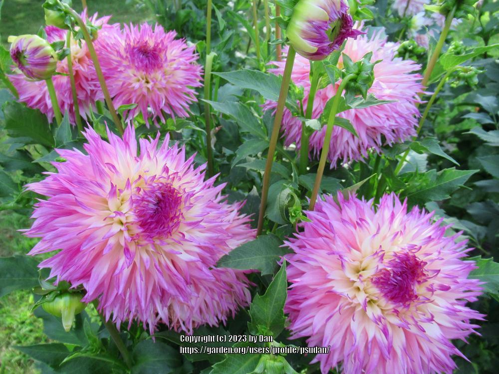 Pinelands Princess Dahlia
