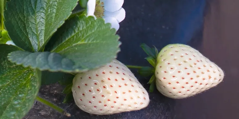 Florida Pearl® June Bearing Strawberry