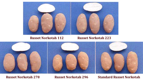 Russet Norkotah 278 Seed Potato online shopping