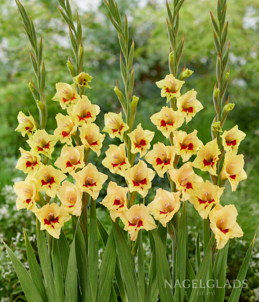 Maxial Gladiolus Corms