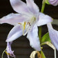Sugar and Spice Hosta Plants online shopping
