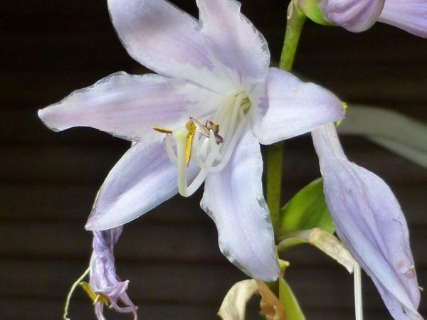 Sugar and Spice Hosta Plants online shopping
