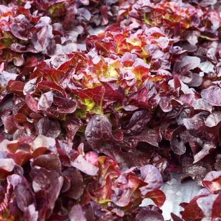 Red Salad Bowl Lettuce Seeds online shopping