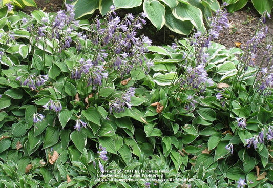 Allan P. McConnell Hosta Plants online shopping