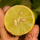 Chulo Key Lime Budwood citrus plant material online shopping