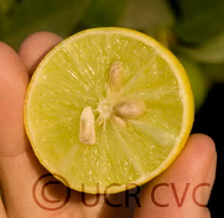 Chulo Key Lime Budwood citrus plant material online shopping