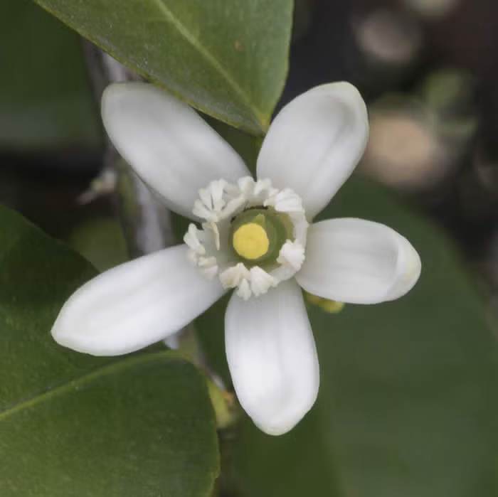 Bearss Lime Budwood citrus plant material online shopping
