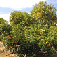 Standard Sour Orange Budwood citrus plant material online shopping