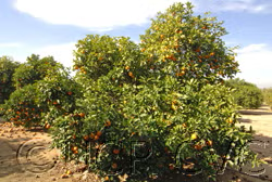 Standard Sour Orange Budwood citrus plant material online shopping