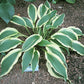 Long Tail Lights Hosta Plants online shopping