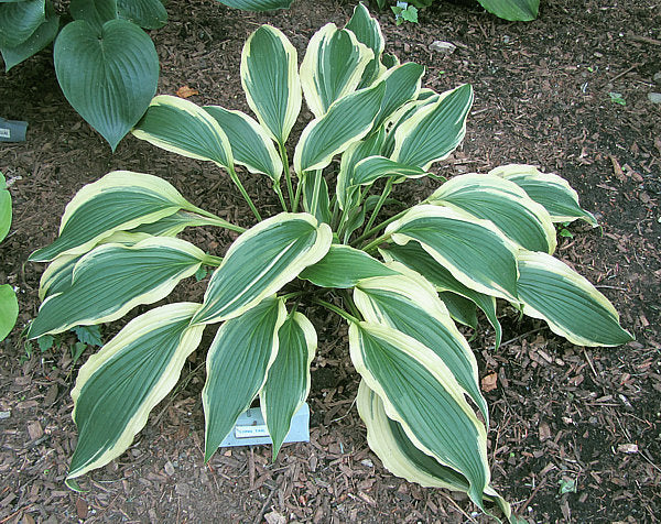 Long Tail Lights Hosta Plants online shopping