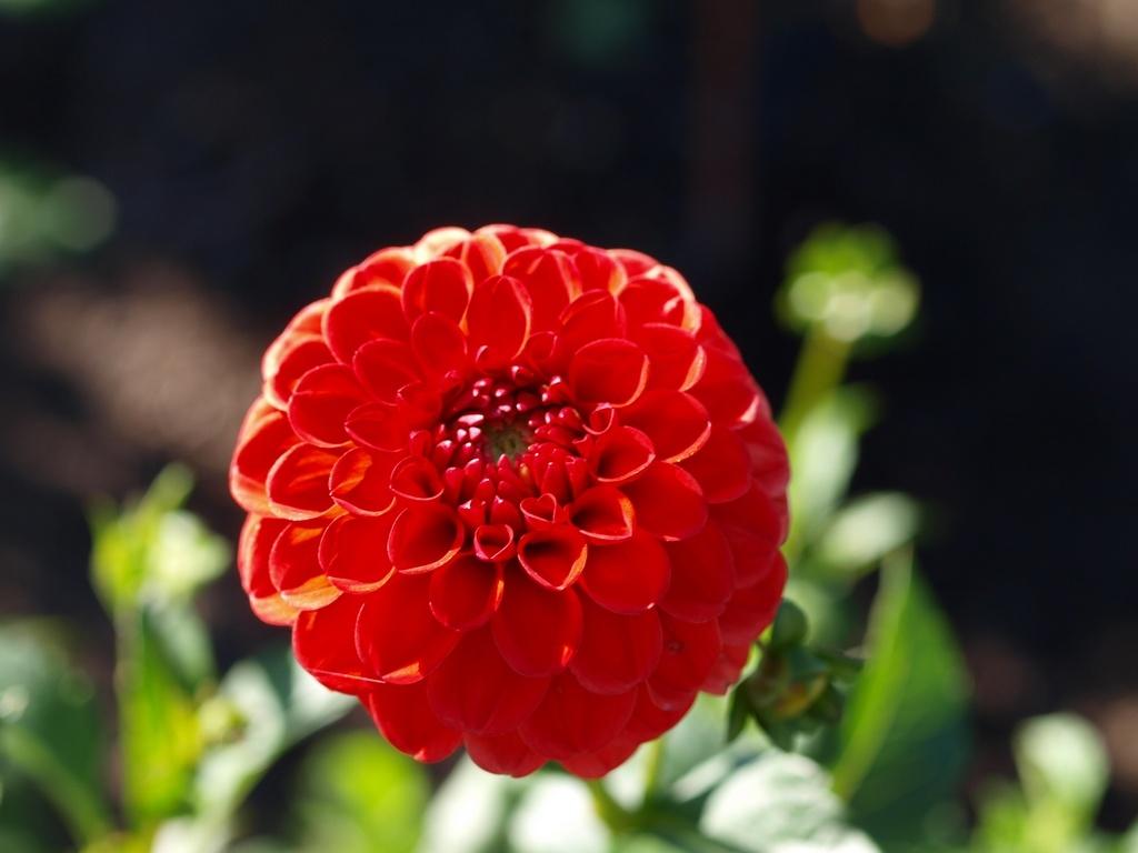 Lollipop Dahlia