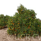 Dream Navel Orange Budwood citrus plant material online shopping
