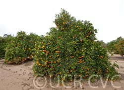 Dream Navel Orange Budwood citrus plant material online shopping
