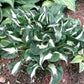 Woop Woop Hosta Plants online shopping