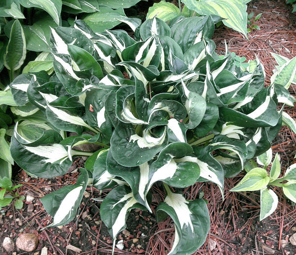 Woop Woop Hosta Plants online shopping