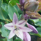 Titanium Hosta Plants online shopping