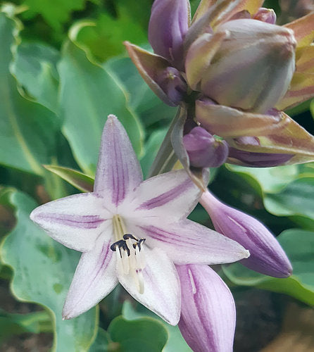 Titanium Hosta Plants online shopping
