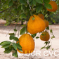Cayman Ugli Tangelo Mandarin Budwood citrus plant material online shopping