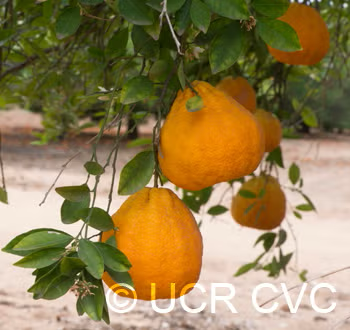 Cayman Ugli Tangelo Mandarin Budwood citrus plant material online shopping