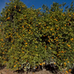 Salustiana Sweet Orange Budwood citrus plant material online shopping