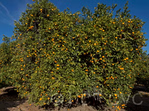 Salustiana Sweet Orange Budwood citrus plant material online shopping