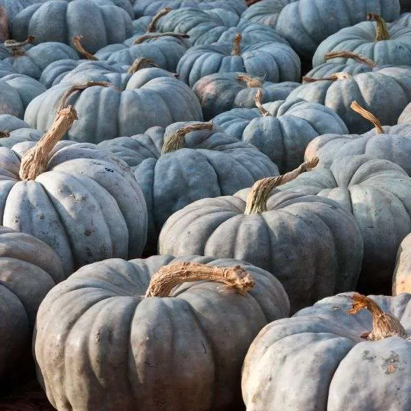Queensland Blue Pumpkin