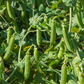 Cascadia Snap Pea
