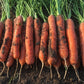 Volcano F1 Carrot
