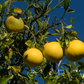 African Shaddock x Rubidoux Trifoliate Trifoliate Hybrid Budwood citrus plant material online shopping