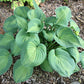 Olive Branch Hosta Plants online shopping