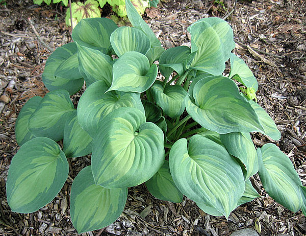 Olive Branch Hosta Plants online shopping