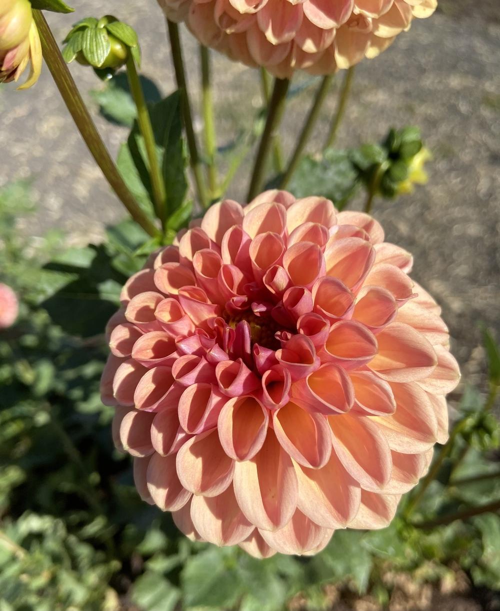 Crichton Honey Dahlia