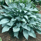 October Sky Hosta Plants online shopping