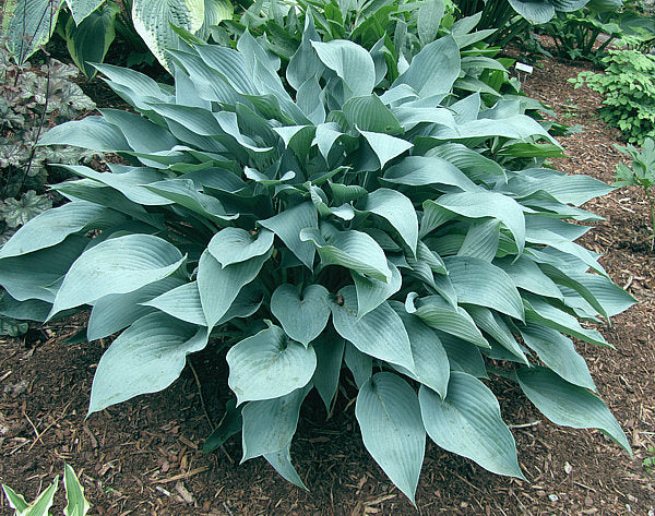 October Sky Hosta Plants online shopping