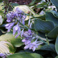 Salute Hosta Plants online shopping