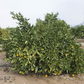 Silverhill Satsuma Mandarin Budwood citrus plant material online shopping