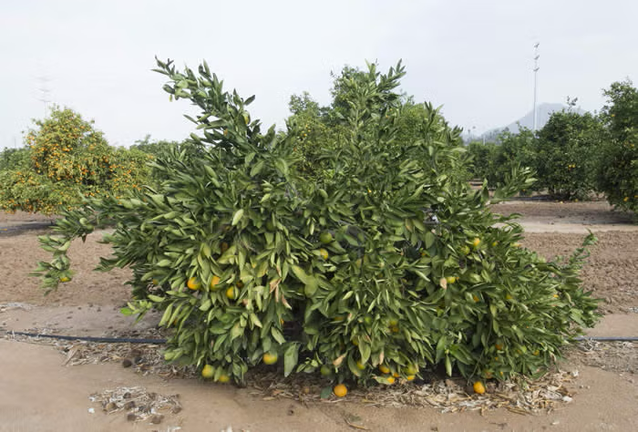 Silverhill Satsuma Mandarin Budwood citrus plant material online shopping