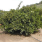 T.I. Sheldon Navel Orange Budwood citrus plant material online shopping