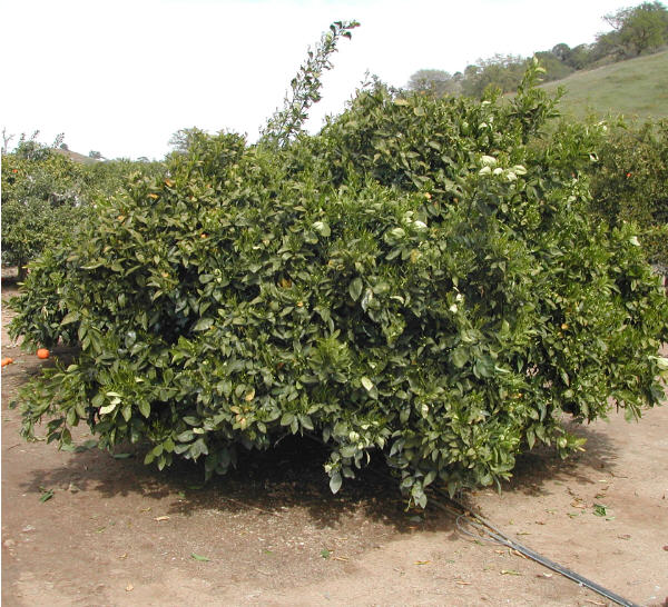 T.I. Sheldon Navel Orange Budwood citrus plant material online shopping