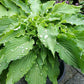 She’s Got The Moves Hosta Plants online shopping