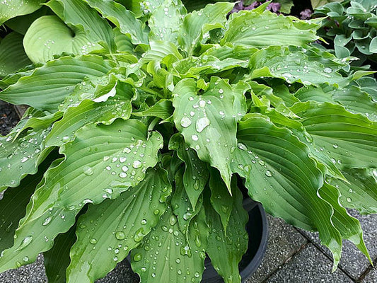She’s Got The Moves Hosta Plants online shopping