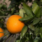 SRA 337 US Furr Mandarin Budwood citrus plant material online shopping