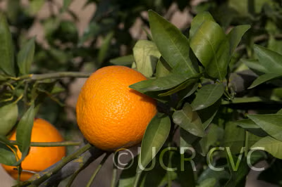 SRA 337 US Furr Mandarin Budwood citrus plant material online shopping