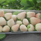 Florida Pearl® June Bearing Strawberry